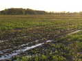 #8: View to the northeast from the confluence.