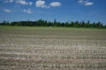 #1: View North (towards Izaac Walton Road, 500 feet away)