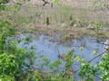 #4: looking at the slough (northwest)