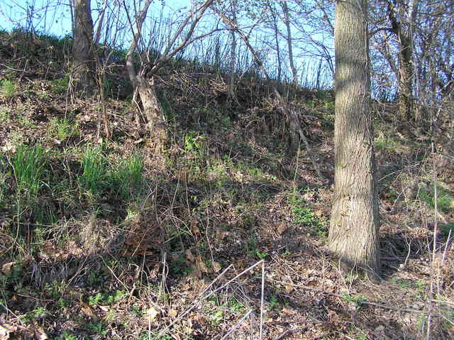 View to the west of the site showing the confluence tree--the largest tree on the right.