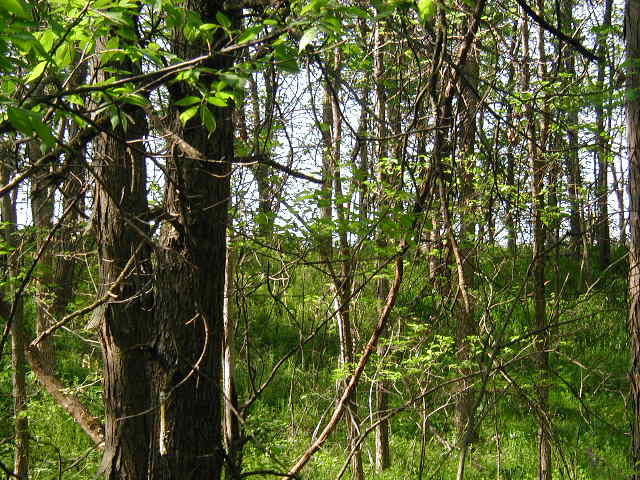 looking east from the confluence