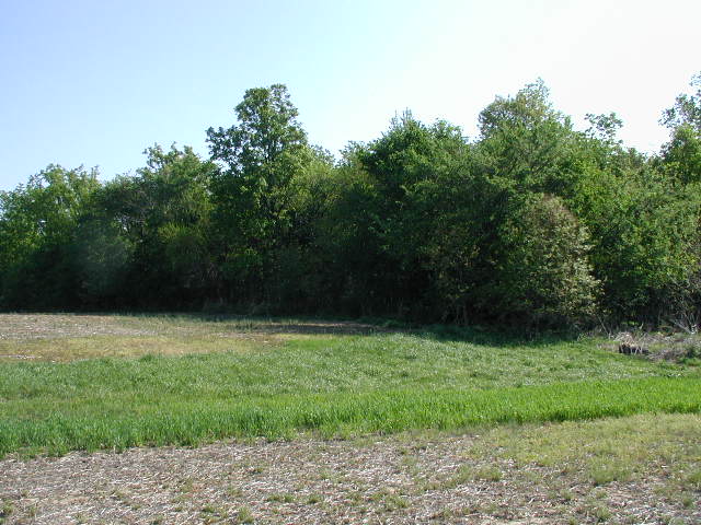 looking east toward the confluence in the woods