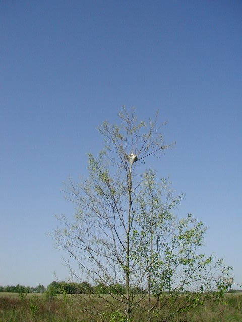 tent caterpillars building in a tree