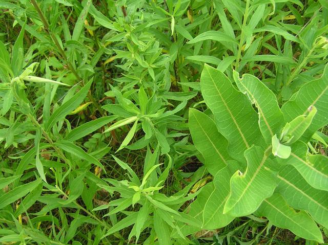 Ground cover at the confluence site--goldenrod and milkweed.