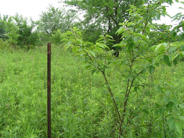 Stake left by previous visitor, looking east.  We found the confluence to be about 2 meters south-southwest of the stake.