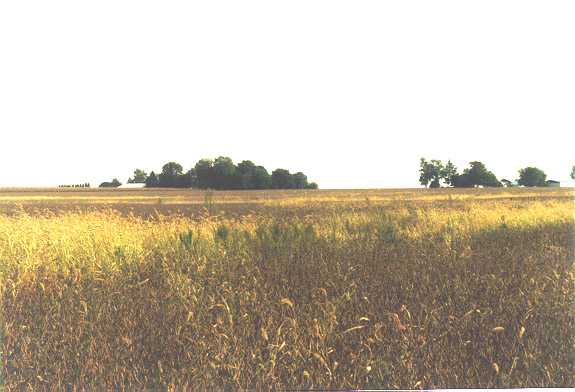 looking northeast from the confluence