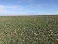 #2: Looking north from the confluence of 40 North 90 West.