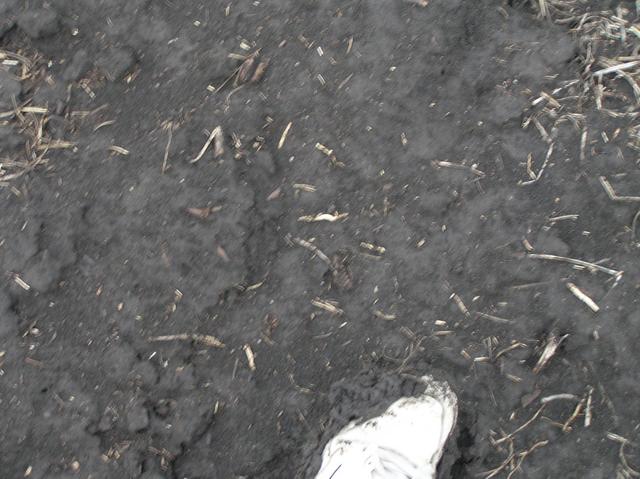 Ground cover at confluence site.