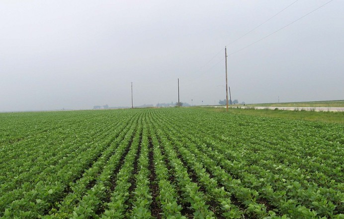 More soy beans to the west.