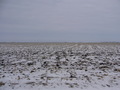 #2: North: field