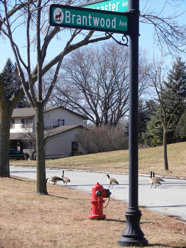 Wildlife at the turn to the confluence drive