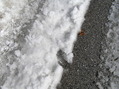 #4: Ground cover at the confluence point.