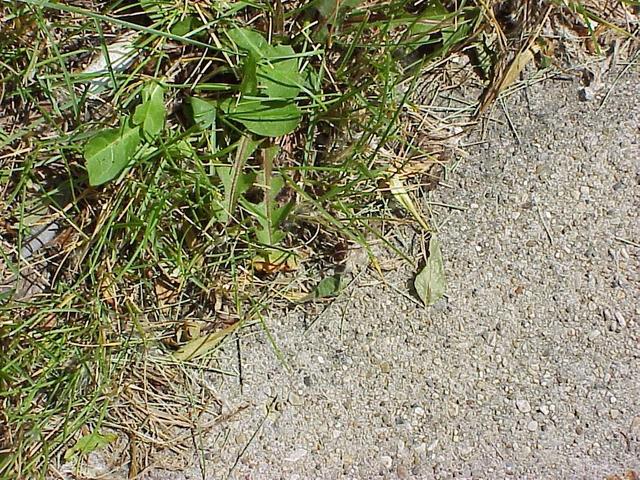 Ground cover at the confluence site.