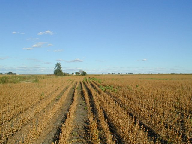 Looking due east from confluence