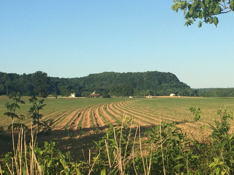 The bluffs and fields a few hundred meters north of the confluence, looking east. 