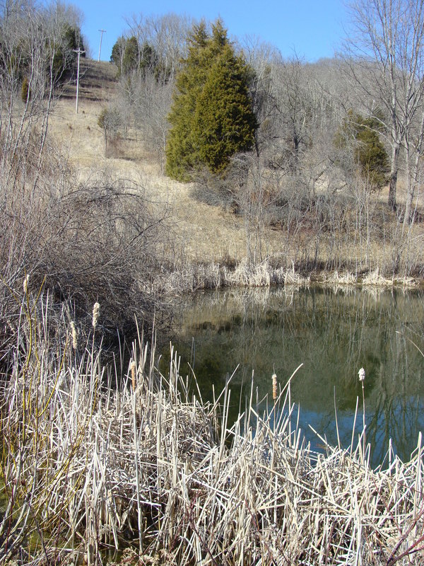 Looking north from the opposite side of the pond, with the point in the center of the photo.