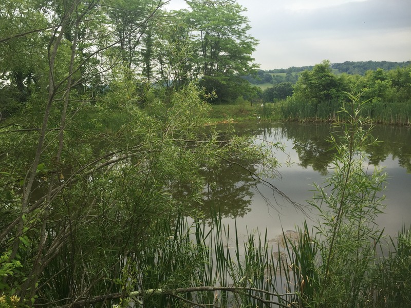 View to the east from the confluence.