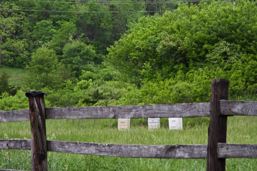 The confluence point lies 200 feet away in this farm - just beyond the trees in the foreground