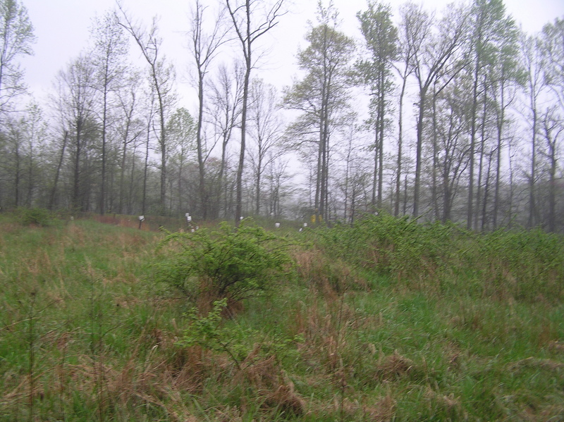 View to the north from the confluence, showing the electrical fence.