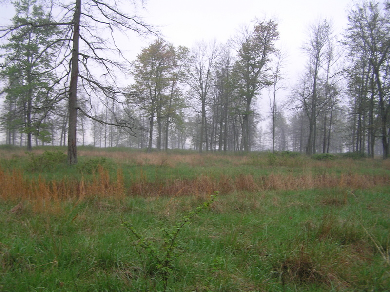 View to the east from the confluence.