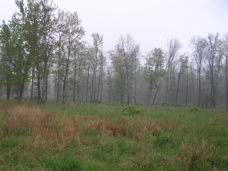 View to the south from the confluence.