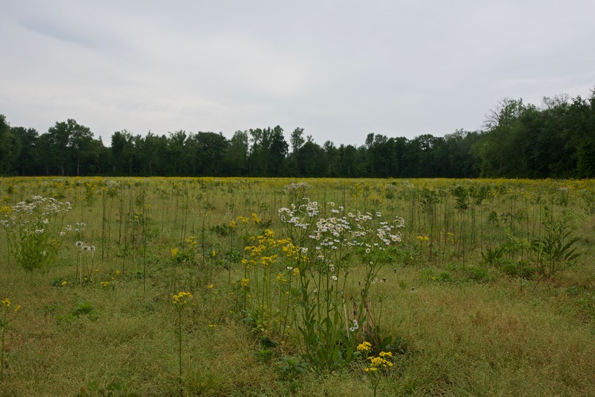 Looking South towards the point (just beyond the trees in the background) from the country road, 0.3 miles away