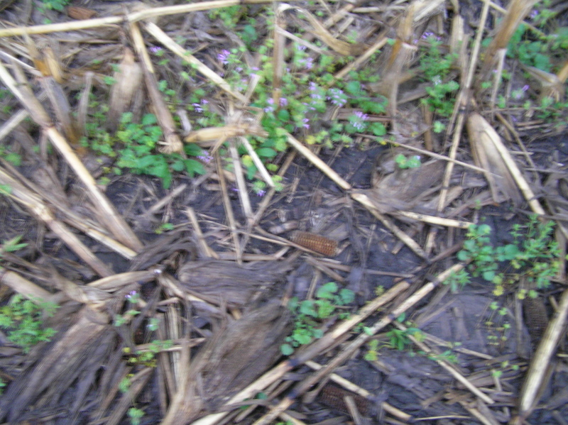 Ground cover at the confluence point.