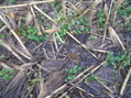 #4: Ground cover at the confluence point.