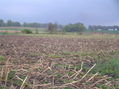 #5: View to the northeast from the confluence.