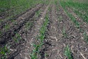 #5: The confluence point lies in a corn field