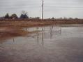 #2: Standing IN THE SWAMP, looking North