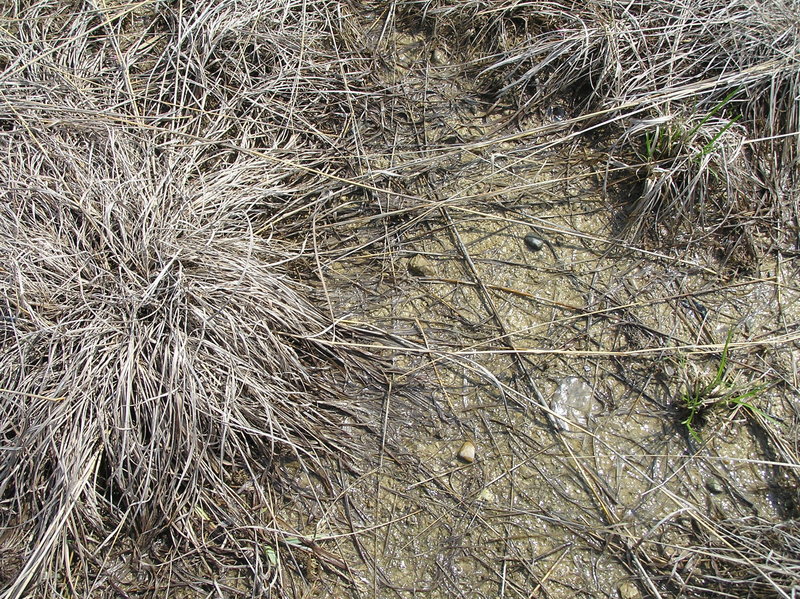 Groundcover at the marsh just west of the confluence point.