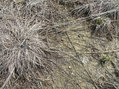 #4: Groundcover at the marsh just west of the confluence point.