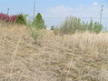 #5: View to the north from the confluence.