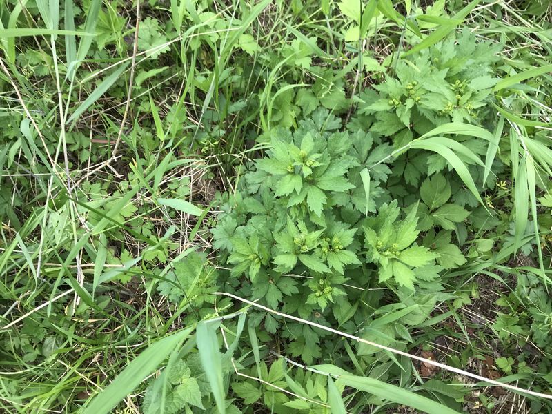 Ground cover at the confluence point. 