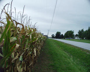 #1: looking north from the confluence point