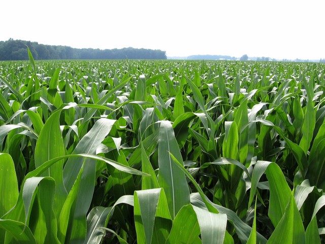 View west.  The confluence is 75 feet into the corn field.