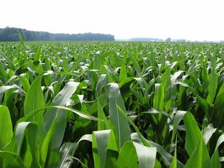 #1: View west.  The confluence is 75 feet into the corn field.