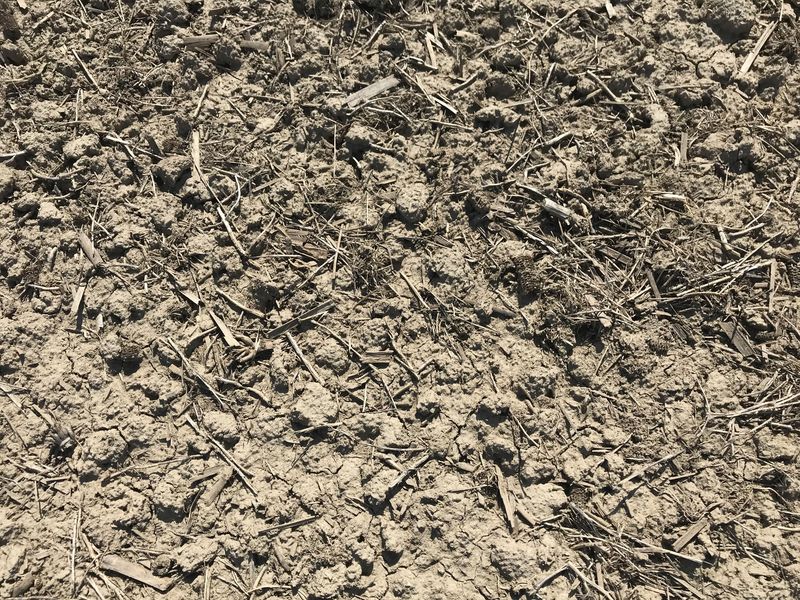 Ground cover at the confluence point. 