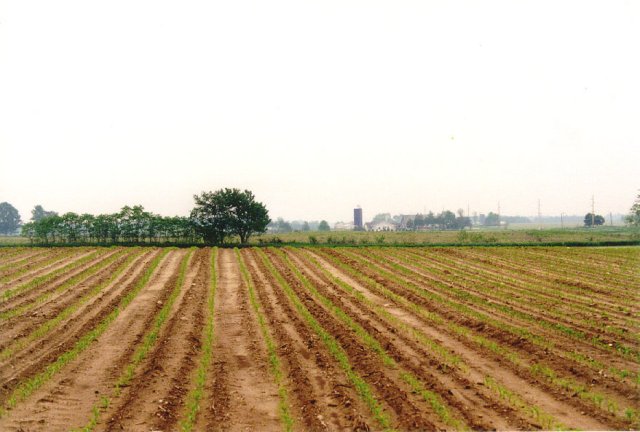 Looking east from the confluence