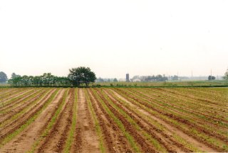 #1: Looking east from the confluence