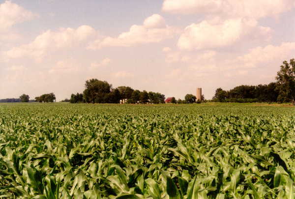 looking northeast from the confluence