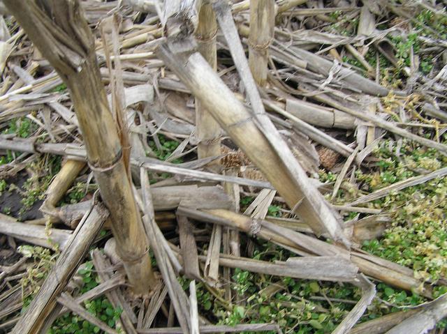 Can't Get Indiana Off My Mind:  Ground cover at the confluence:  Corn.