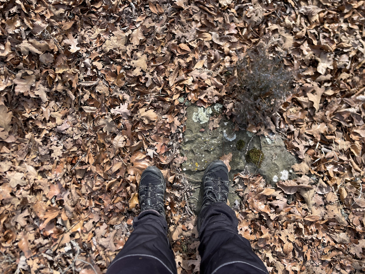 Ground cover; note the rocks in these woods