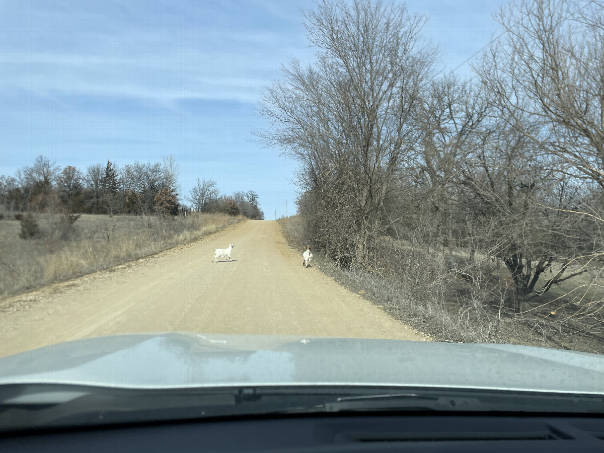 Goat crossing about three miles north