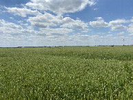 #7: View to the west from the confluence.