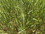 #8: Ground cover at the confluence. 