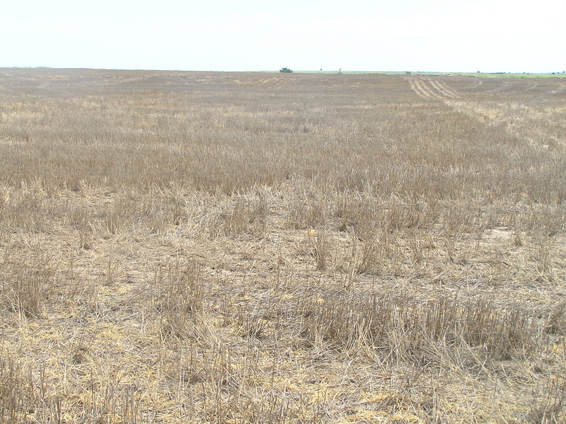 View to the east from the confluence.