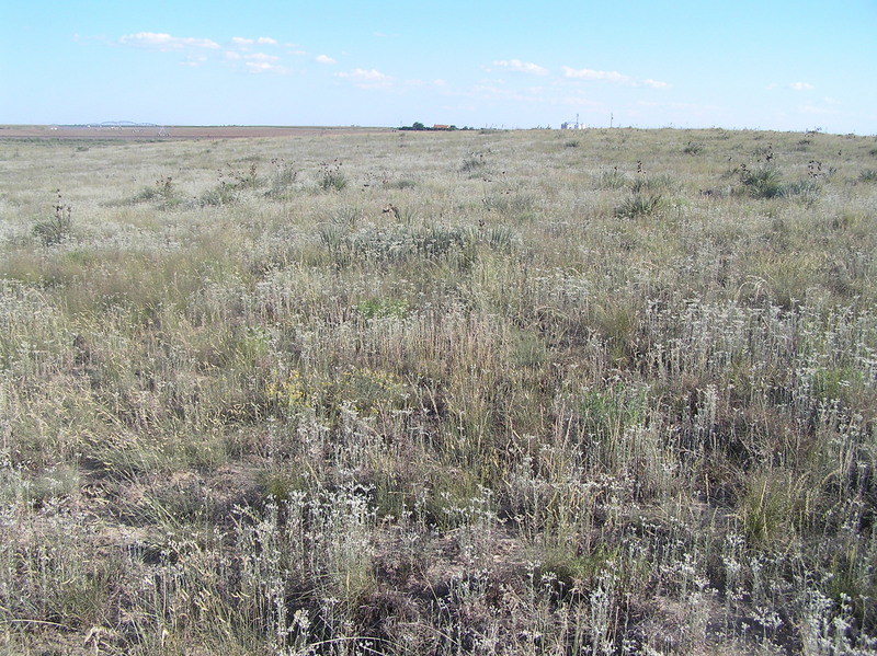 View to the south from the confluence.