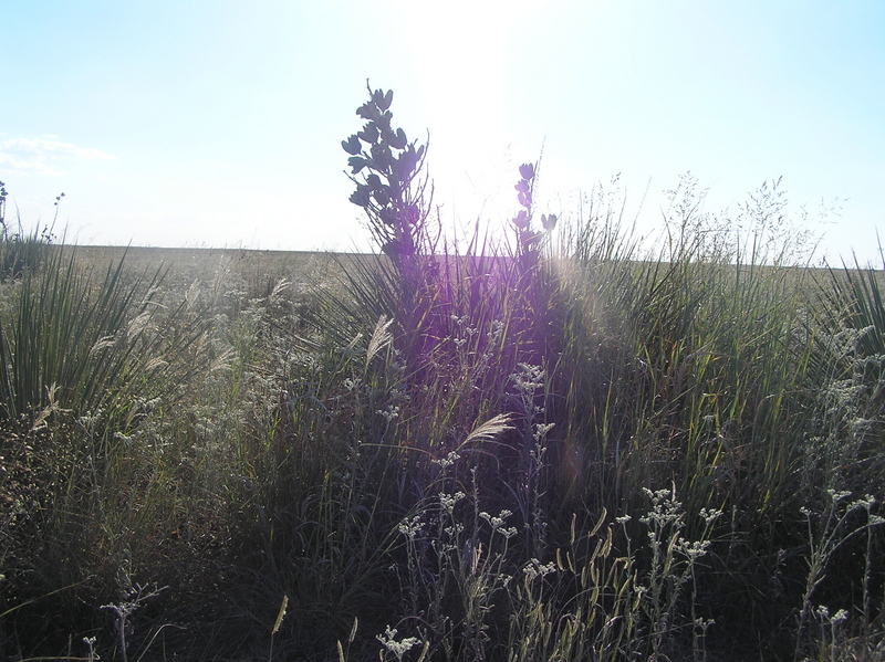 View to the west from the confluence point.